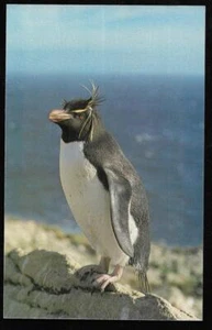 ISLAS FALKLAND, POSTAL SIN USAR DE UN PINGÜINO ROCHHOPPER, POR STEEPLE JASON - Imagen 1 de 1