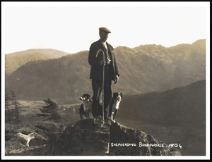 BORDER COLLIE & BORROWDALE SHEPHERD VINTAGE STYLE A4 DOG PHOTO PRINT POSTER - Foto 1 di 1