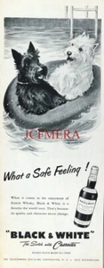 BLACK & WHITE Scotch Whisky 1956 'Scottie & Westie' Advert #2 - Original Print - Picture 1 of 1