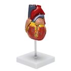 3X(1: 1 Human Heart Model, Anatomically Accurate Heart Model Size Human Skeleton