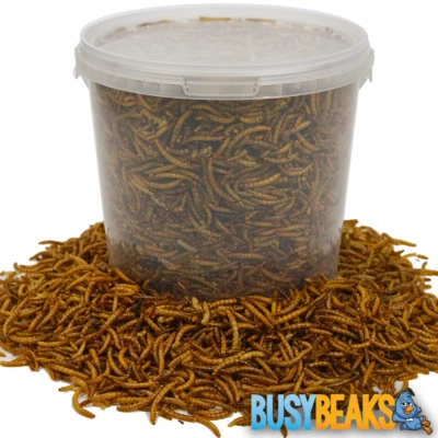 BusyBeaks Dried Mealworms - High Quality Wild Bird Food Treats For Garden Birds