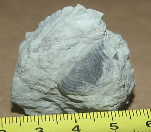 Strophomenid Brachiopod - Leptaena rhomboidalis, estnischer Silur - Bild 1 von 5