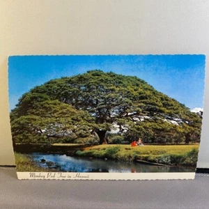 Vintage 1970s "Monkey Pod Tree in Hawaii" Unposted Postcard with Deckled Edge - Picture 1 of 2