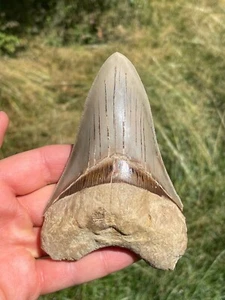 Megalodon Hai Zahn Fossil 12,6cm – Indonesien – grau blau, sehr guter Zustand - Bild 1 von 4