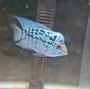 Small Size VIP Kamalau (KML) Flowerhorn Male 3 Inch. Big White Pearls KM#8 - Picture 1 of 4