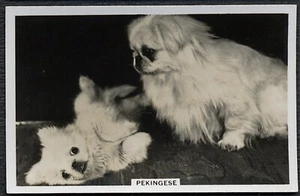 PEKINGESE SENIOR SERVICE DOGS SERIES 1939 DOG CIGARETTE CARD #12 - Picture 1 of 2