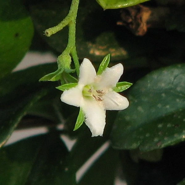 Huile essentielle TEA TREE - melaleuca alternifolia
