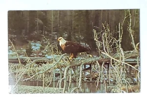Postcard BALD EAGLE YELLOWSTONE NATIONAL PARK Posted 1974 Writing Stamped - Picture 1 of 5