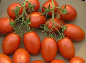 500 Roma VF Tomato Seeds | NON-GMO | Heirloom | Fresh Vegetable Seeds - Picture 1 of 2