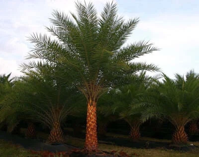 Palmera Phoenix Sylvestris Silver Date Foto 1 de 4