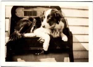6 Vintage Photo's Border Collie Hund posiert auf einem Schreibtisch, im Hof und auf der Veranda - Bild 1 von 6