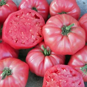 Tomaten samen 'Kasachstan Rosa Fleischtomate .30+ Samen - Bild 1 von 2