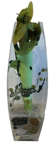 large thick Clear glass planter/vase  with faux plant Terrarium? rock bottom 14" - Picture 1 of 20