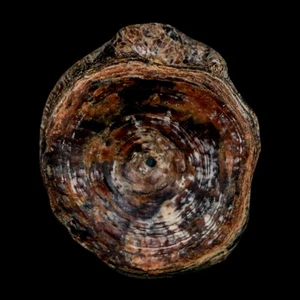 23MM Pesce Fossile Vertebre Cretaceo Dinosauro Epoca Formazione Ozan Texas - Foto 1 di 8
