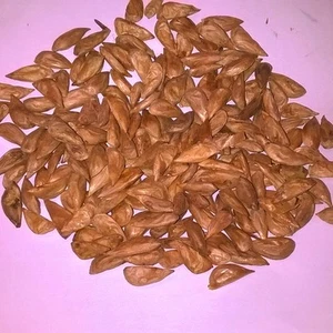 Deodara Cedar, Cedrus Deodara Conifer Tree and Bonsai x 50 Seeds. - Picture 1 of 3