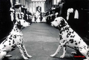 101 Dalmatiner - Diesmal sind die Hunde echt - 6 Pressefotos - 13x18cm (3304) - Picture 1 of 6