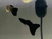 hikari usa tropical fancy guppy