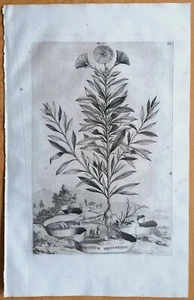 Munting Originaldruck Folio Botanik Dorycnium dioscoridis - 1696 - Bild 1 von 1
