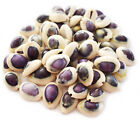 50 Small Purple Top Money Cowrie Shells (1/2 -1")  Coastal Arts and Crafts