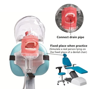 Simulador Dental Cabeza Fantasma Modelo Dientes Modelo para Silla Dental Reposacabezas EE. UU. - Imagen 1 de 15