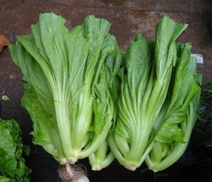 Brassica juncea, mostaza china, Gai Choy, mostaza hoja gigante - 50 a 500 - Imagen 1 de 4