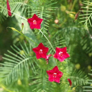 Cardinal Creeper - Vid de ciprés - Ipomoea quamoclit - 5+ semillas - Semillas Z 074 - Imagen 1 de 1