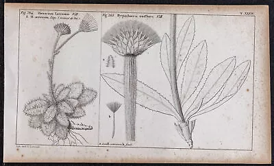 1834 - Épervière de Lawson et Porcelle - Gravure ancienne de botanique - Fleurs - Photo 1/4