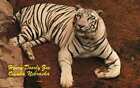 OMAHA NE Bengal Tiger Doorly Zoo postcard 