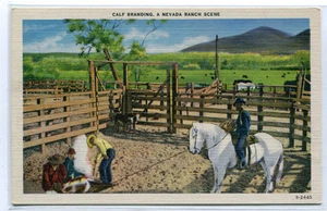 Calf Branding Cowboy Western Ranch Farming Nevada linen postcard - Picture 1 of 1
