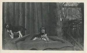 Snapshot Vintage Photo Beagle Cute Dogs Animals Pets Wood Fence Outside Sweet - Picture 1 of 6
