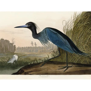 Audubon Birds America Blue Crane Canvas Wall Art Print Poster - Picture 1 of 6
