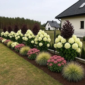 002997A Paniculata white Snowball 10 Samen Hortensia Ballhortensie - Bild 1 von 1