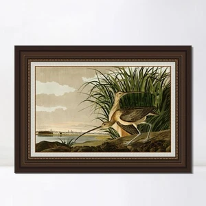 Lienzo enmarcado impresión de giclee largo facturado rizo por John James Audubon decoración del hogar - Imagen 1 de 13