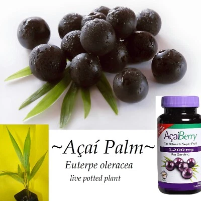 ~ACAI~ Euterpe Oleracea Para Dwarf Fruit Palm Tree potd 3-4ft Plant - Image 1 of 4