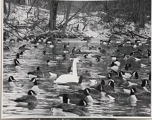 SWAN AMONGST THE DUCKS PHOTO 11X14 NEW - Bild 1 von 2