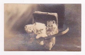 Echt Foto Postkarte RPPC Vier Kätzchen im Korb - Bild 1 von 2