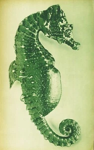 CHITTAGONG Bengal hills Report in KOSMOS Heft 1951 biologische Unkrautbekämpfung - Bild 1 von 5