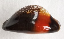 SHELL CONCHIGLIA CYPRAEA MONETARIA CAPUTSERPENTIS f.aruni mm.30 INDONESIA