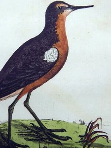 John Latham 1785 - Sinopsis - Flautista - Grabado coloreado a mano EXTINTO - Imagen 1 de 4