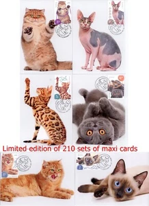 Maxi tarjetas rumanas 2020 gatos esfinge siamés pelo corto británico bengala persa - Imagen 1 de 1