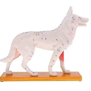 Modello anatomico di cane agopuntura anatomia modello di punto di agopuntura del cane5735 - Foto 1 di 7