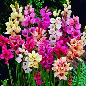 Ixia Mixed Colours : Bulbs $50 For 8 Bulbs: Free Postage - Picture 1 of 2