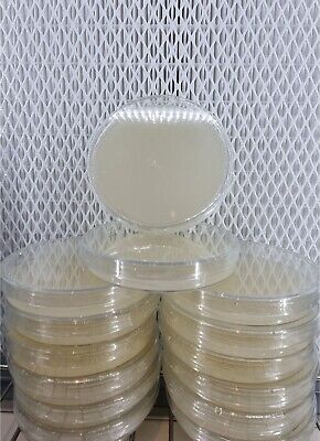 Pre-poured Spore Germination Agar ( SGA ) Plates X10 • 16£