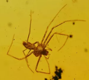 Two Interesting Araneae: Araneida (Spider), Fossil Inclusion in Dominican Amber - Picture 1 of 3
