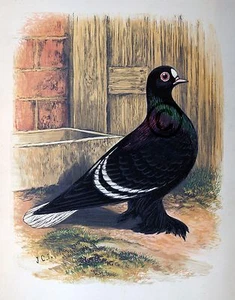 Fancy Pigeon " White Spot " By James C. Lyell Poster Art 13" X 19" - Picture 1 of 1
