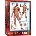 (EG60002015) - Eurographics Puzzle 1000 Pc - The Muscular System