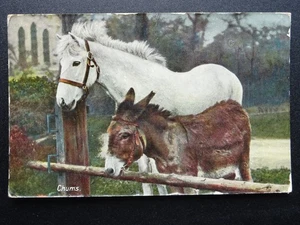 Horse Theme DONKEY CHUMS White Horse & Donkey c1912 Postcard by Tucks 8097 - Picture 1 of 2