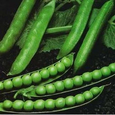 Semillas de guisante de jardín Green Arrow. Sin tratar ¡ENVÍO GRATUITO! Foto 1 de 3