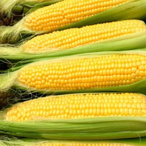 15 Northern Extra Sweet Sweetcorn Seeds