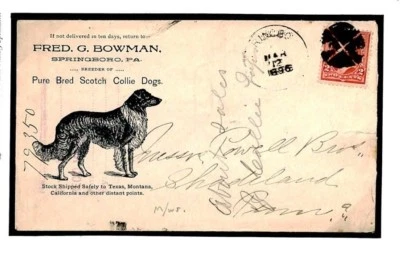 USA COLLIE DOGS Cover Illustrated Advert Springboro 1896 Thematic {samwells}T246 - Image 1 of 4